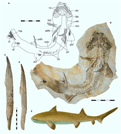 new mexico shark fossils.